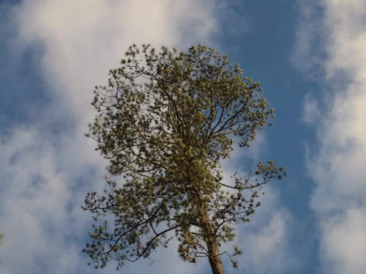 a tall tree with many leaves against a cloudy blue sky