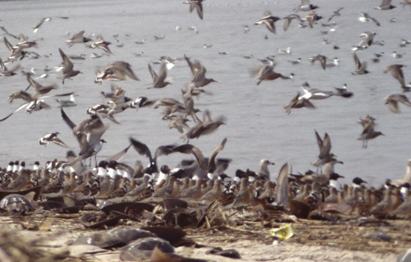many birds on the shore near a body of water