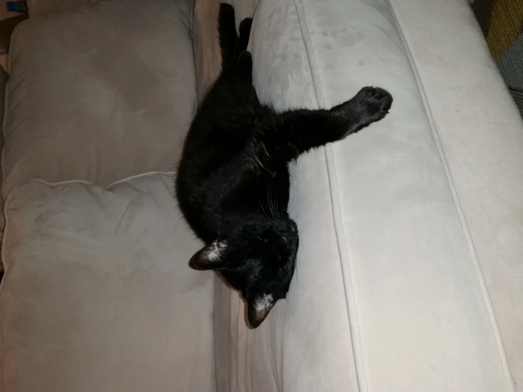 a cat that is laying down on a couch