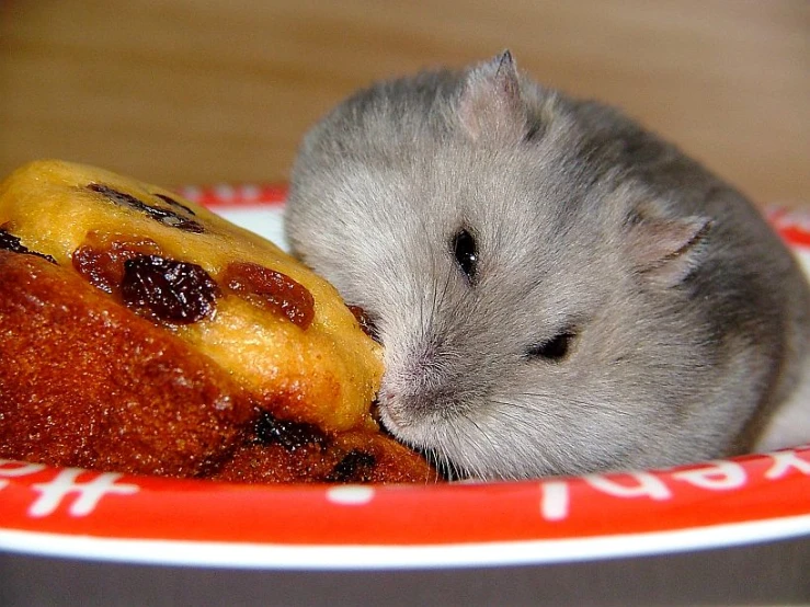 the hamster is enjoying some food on the plate
