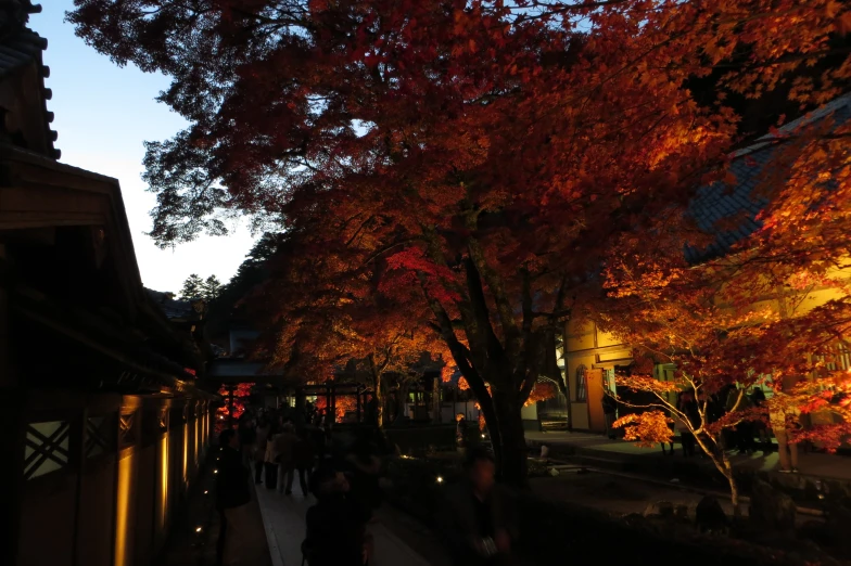 a group of people walking down a road next to trees with orange leaves