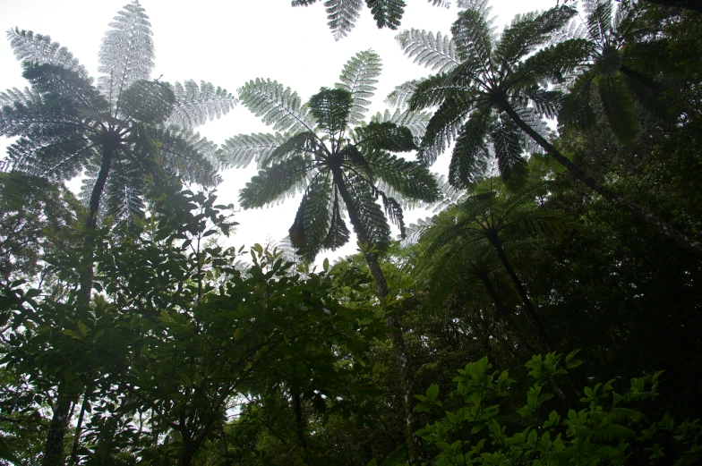 several green leaves and trees against a white sky