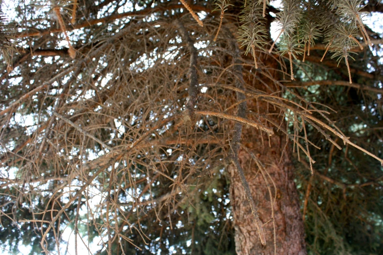 the nches of trees are covered in some lichen