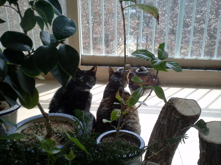 two cats sitting in flower pots in front of a window