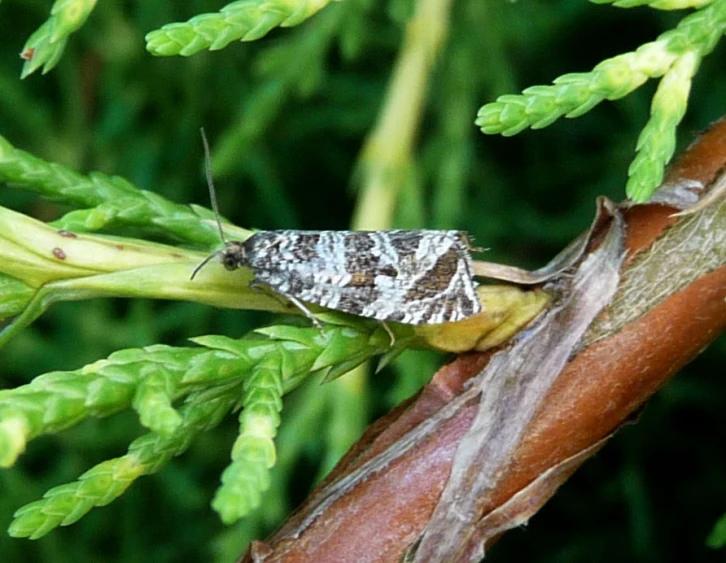 a moth on a green nch with white tips