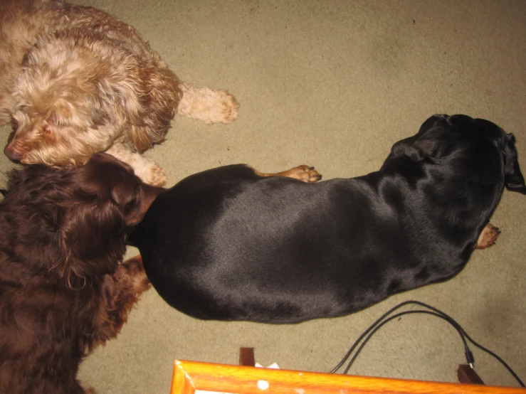 two puppies playing with each other on the floor