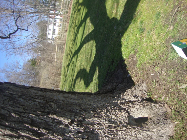 a kite is sitting next to a tree