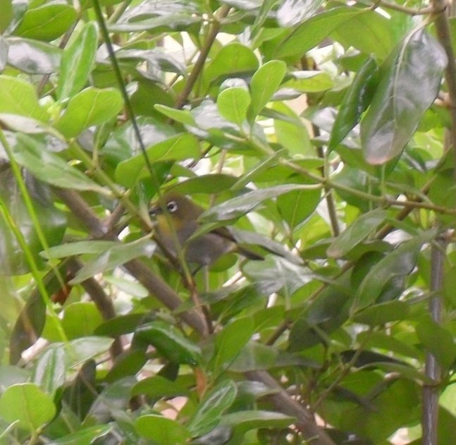 a little bird that is perched in the middle of some bushes