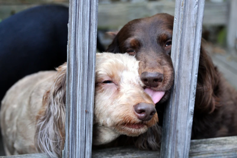 two dogs look out of the wooden enclosure