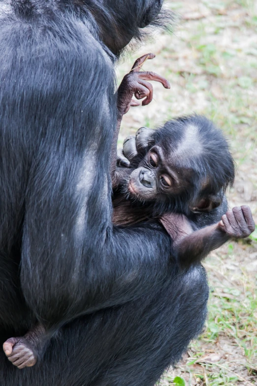 a very young gorilla holds on to a large adult