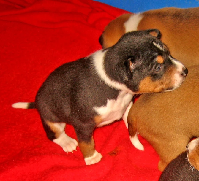 the dog is sitting down with the puppies