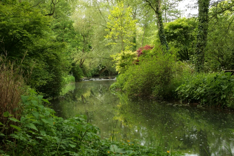 a stream flows through a forest with lush green trees