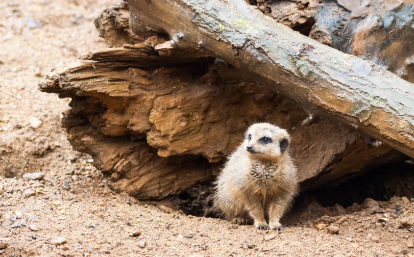 a baby animal stands in the middle of a dirt ground