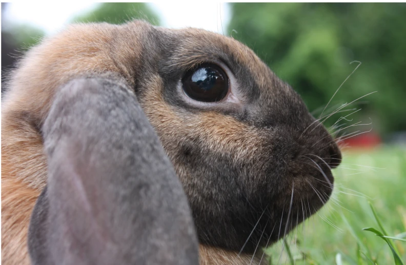 a rabbit that is in the grass looking at soing