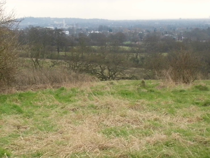 the pasture has a brown and white dog walking on it