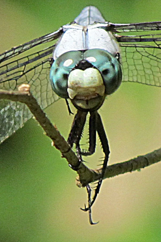 a dragon fly sits on a tree nch