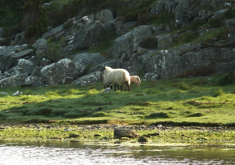 there are two sheep walking along side of the water