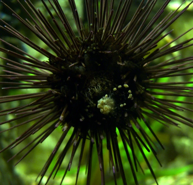 a black and white looking sea urchin near green plant