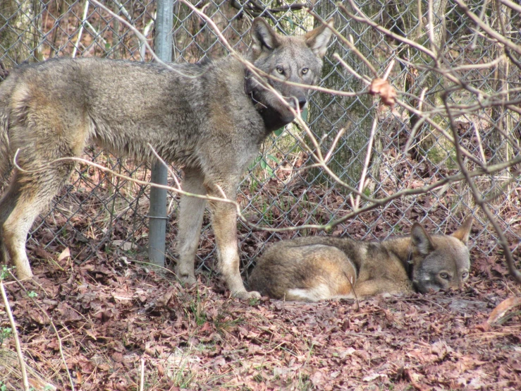 a wolf and its cub relaxing in the woods
