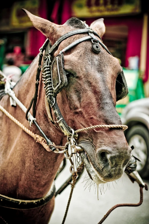 there is an animal that is tied up to the horse