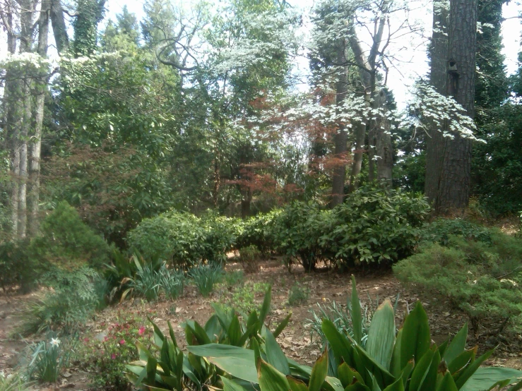 an area of trees, plants and grass near the water