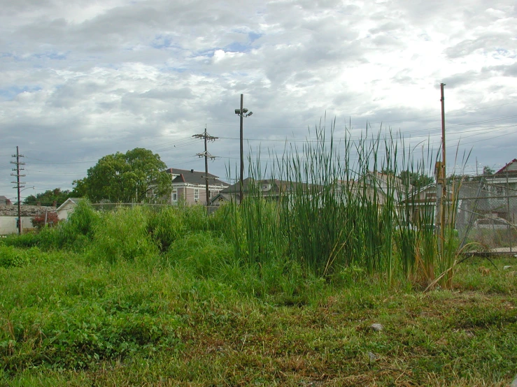 there is a grassy yard with weeds in it