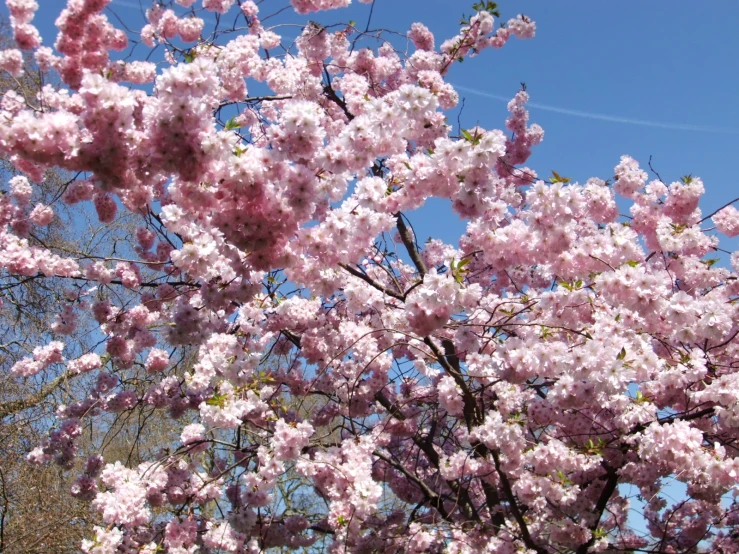 pink flowers and blue sky in the background