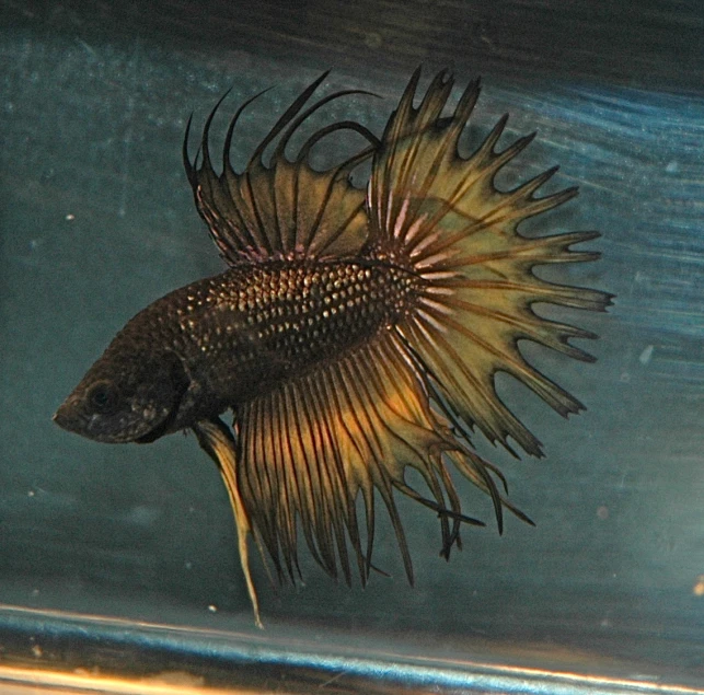 an orange and black fish is inside a clear bowl