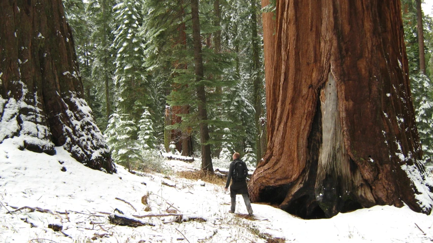 two men are standing beside a large tree