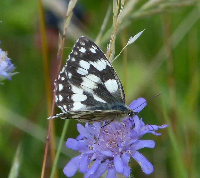 a erfly sitting on a flower in a field