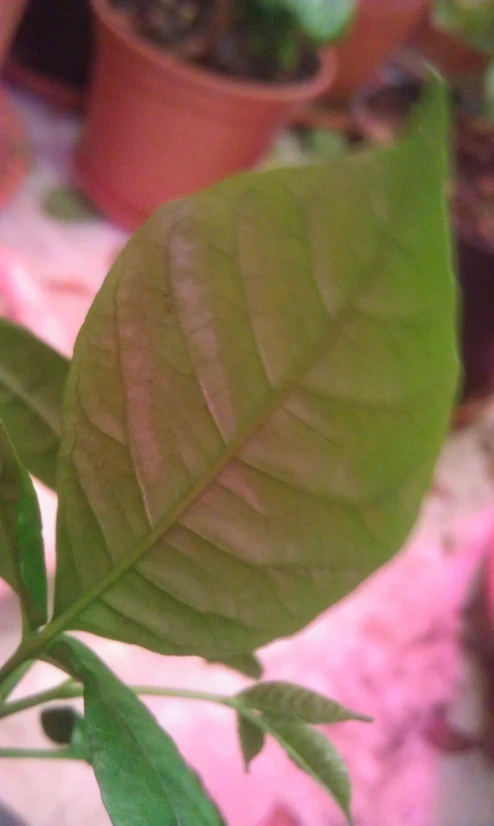 green leafy plant displayed on patterned cloth in indoor setting