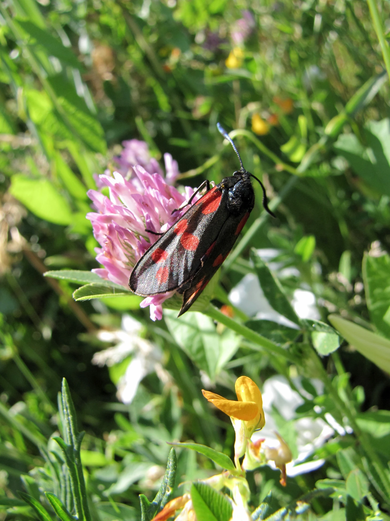 red and black bug on flower in grass