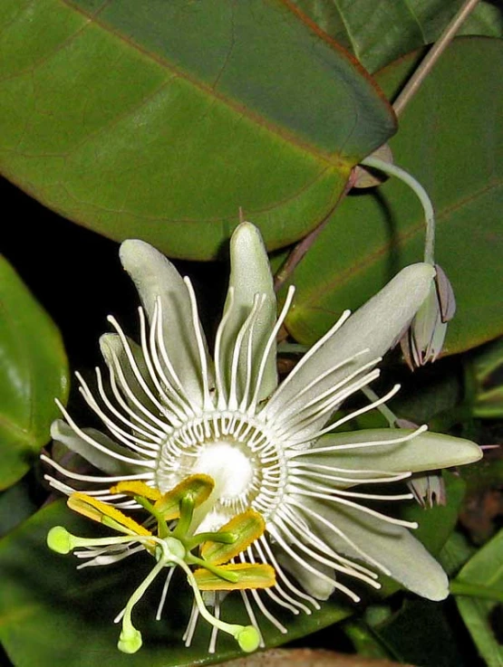 a blooming flower that is white and yellow