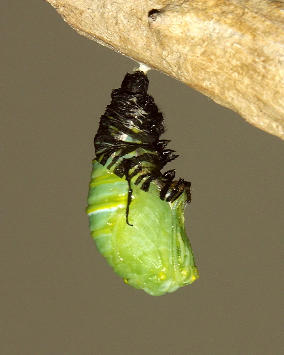 a green and black caterspool hanging from a nch