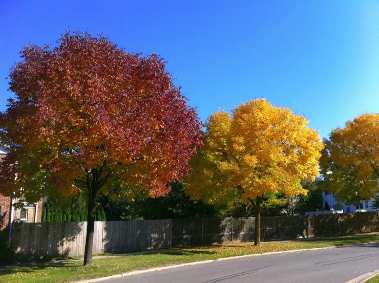 a paved road between some trees on a sunny day