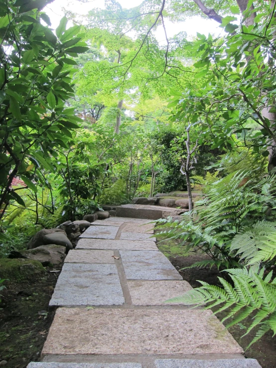 a paved walkway between several trees and bushes