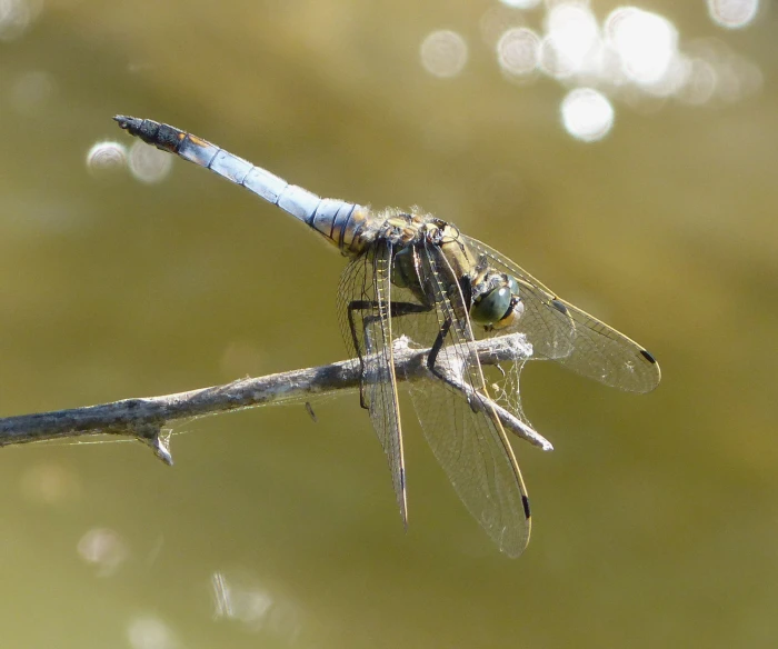 a dragonfly perched on a nch of tree