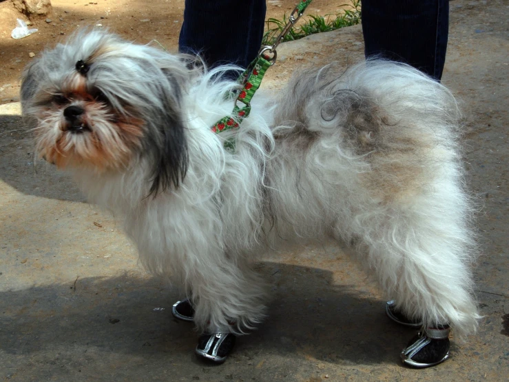 a person walking a small white furry dog with it's leash