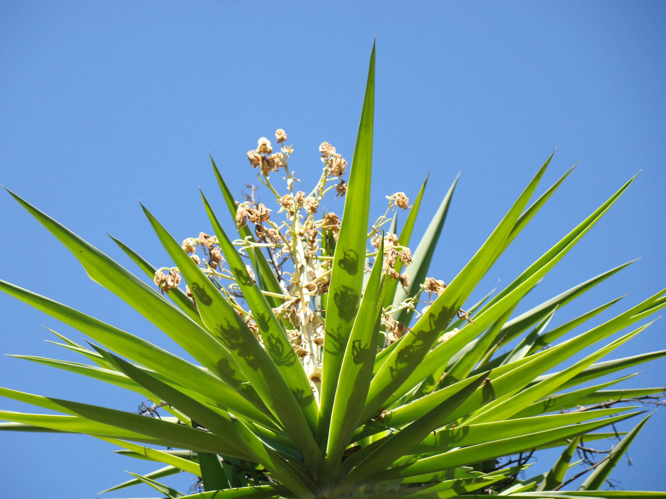 a plant with very small flowers growing on it