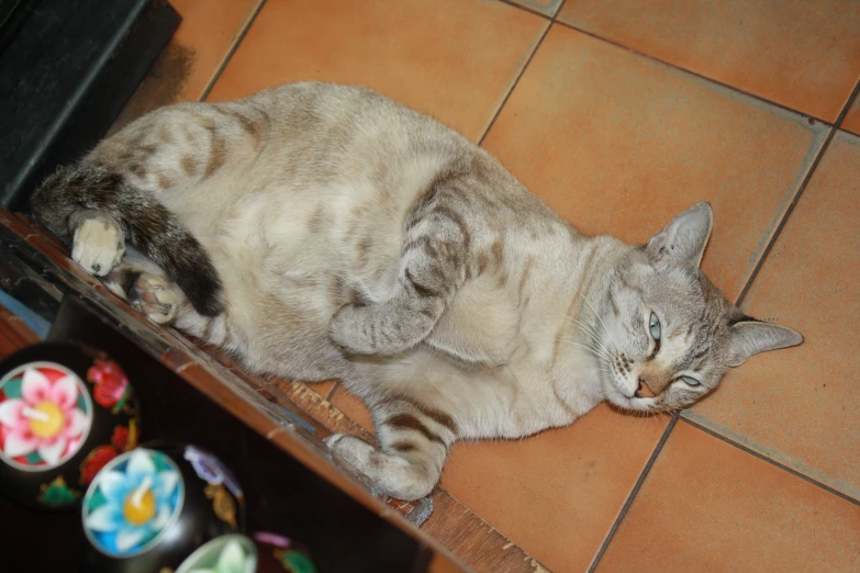 a cat laying on the ground on its side