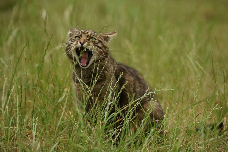 a cat is showing its teeth in the grass
