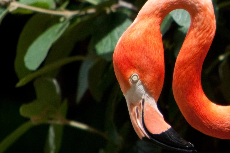 a red bird with an eye patch sitting on a nch