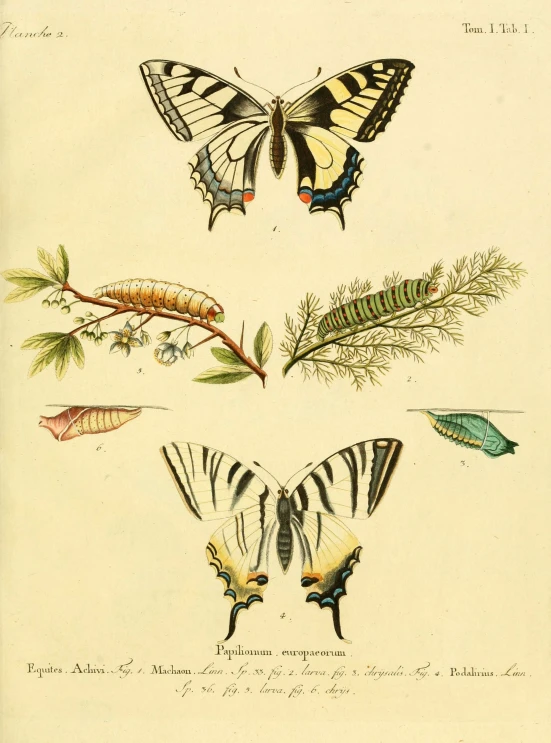 four erflies and some different plants