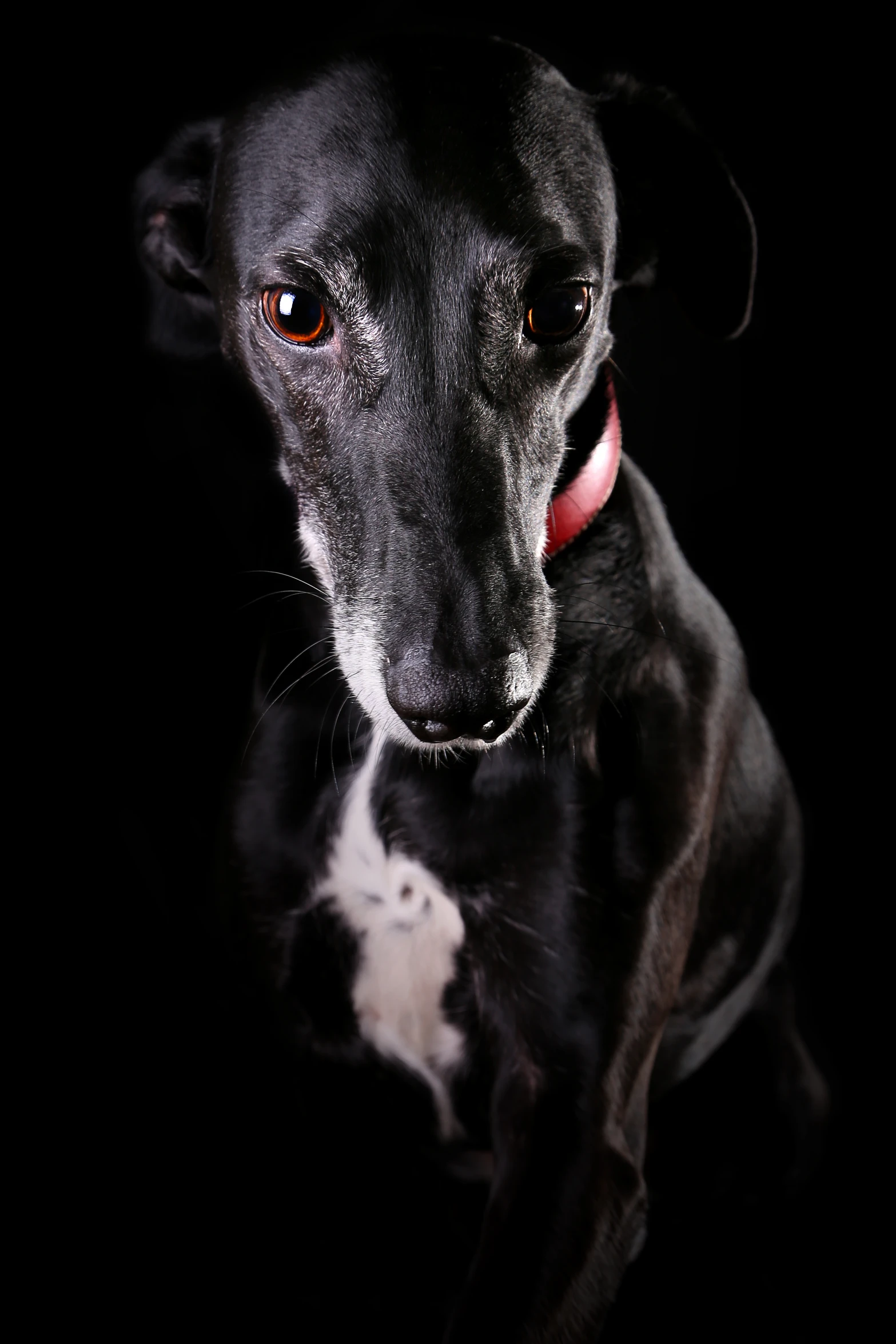 black dog with large, bright eyes and a red collar