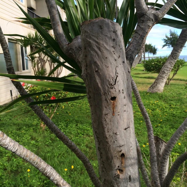 a tree that is leaning up next to grass