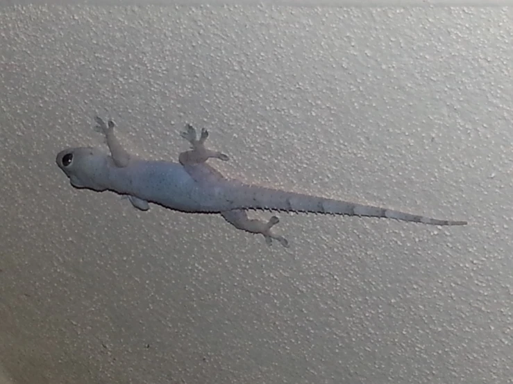 a small gecko standing on top of a white ceiling