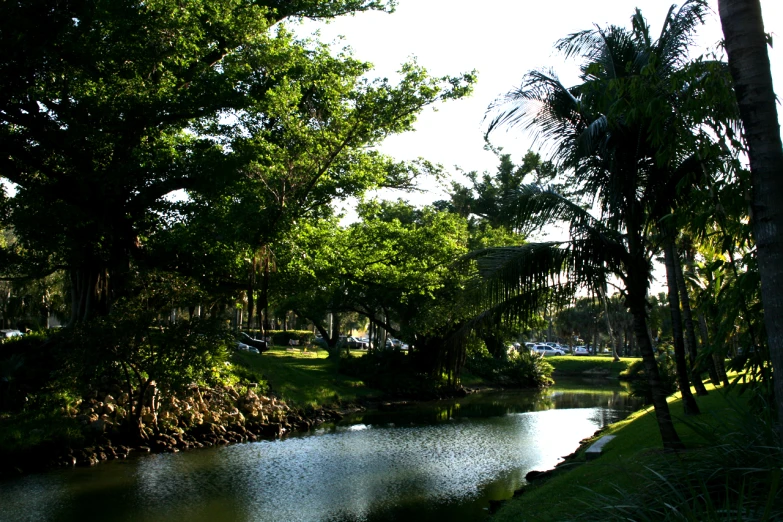 the river is surrounded by trees and plants