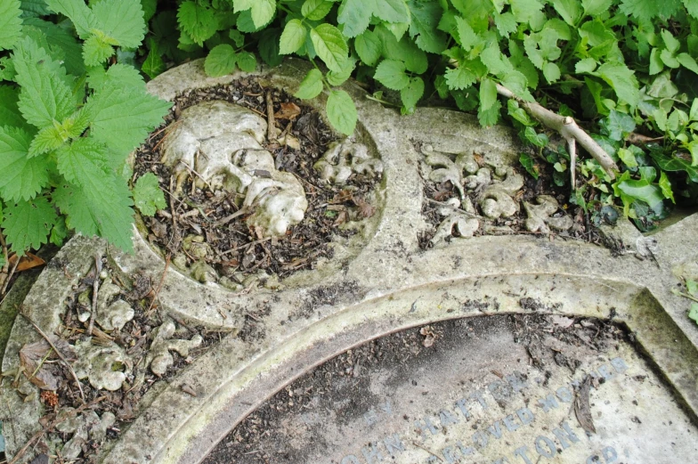 an image of a close up of a bird nest