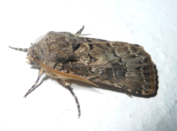 a large brown insect with black markings on it's wings