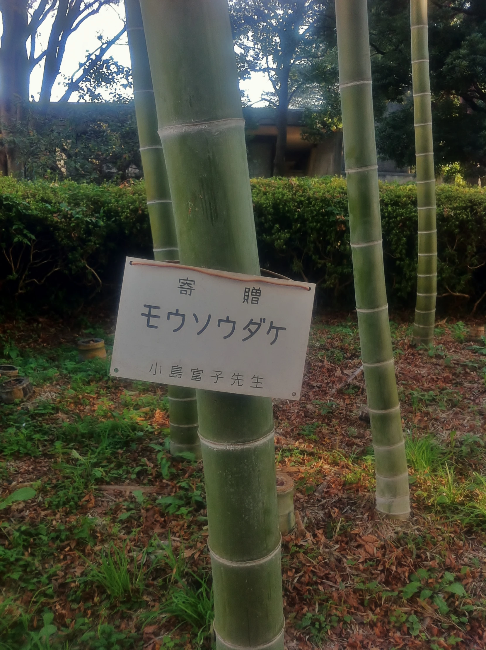 there are many tall bamboo trees that have signs on them